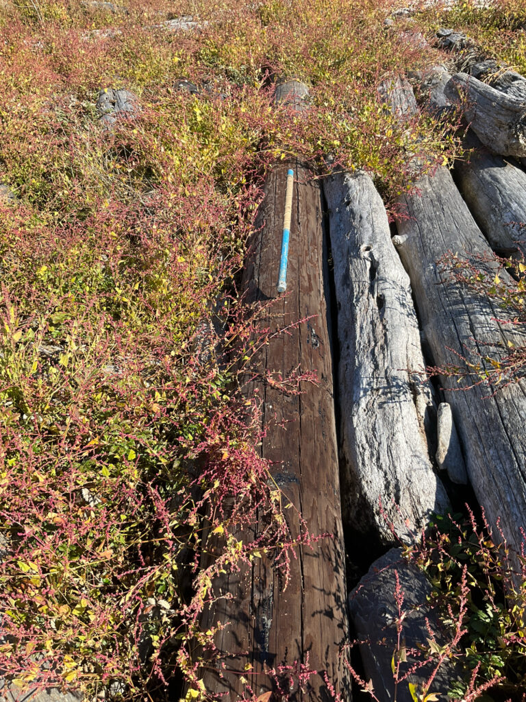 a wooden bridge over a stream (MyCoast AI)