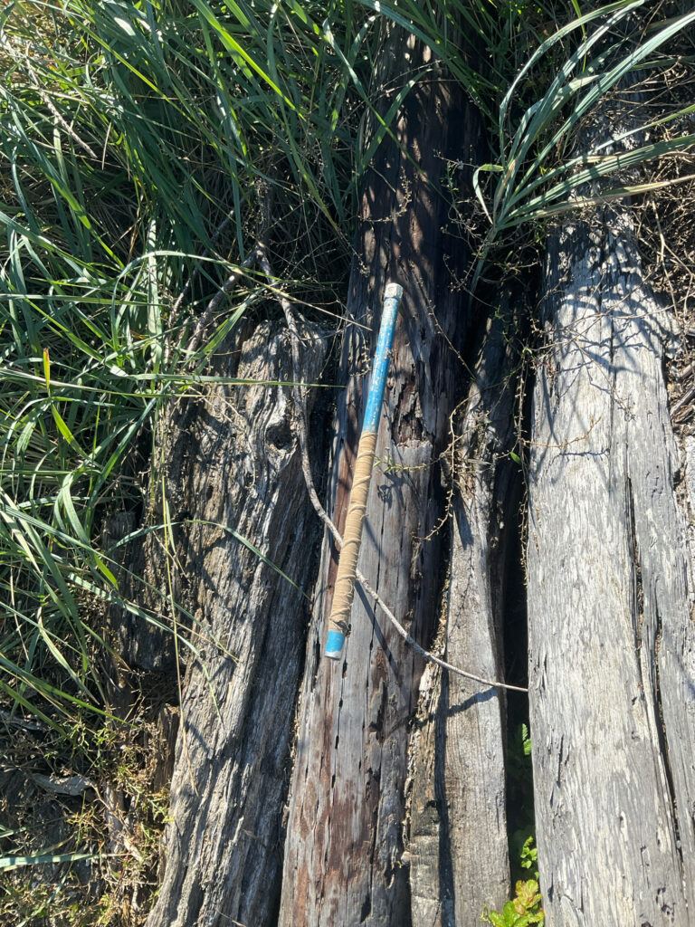 a snake on a tree (MyCoast AI)
