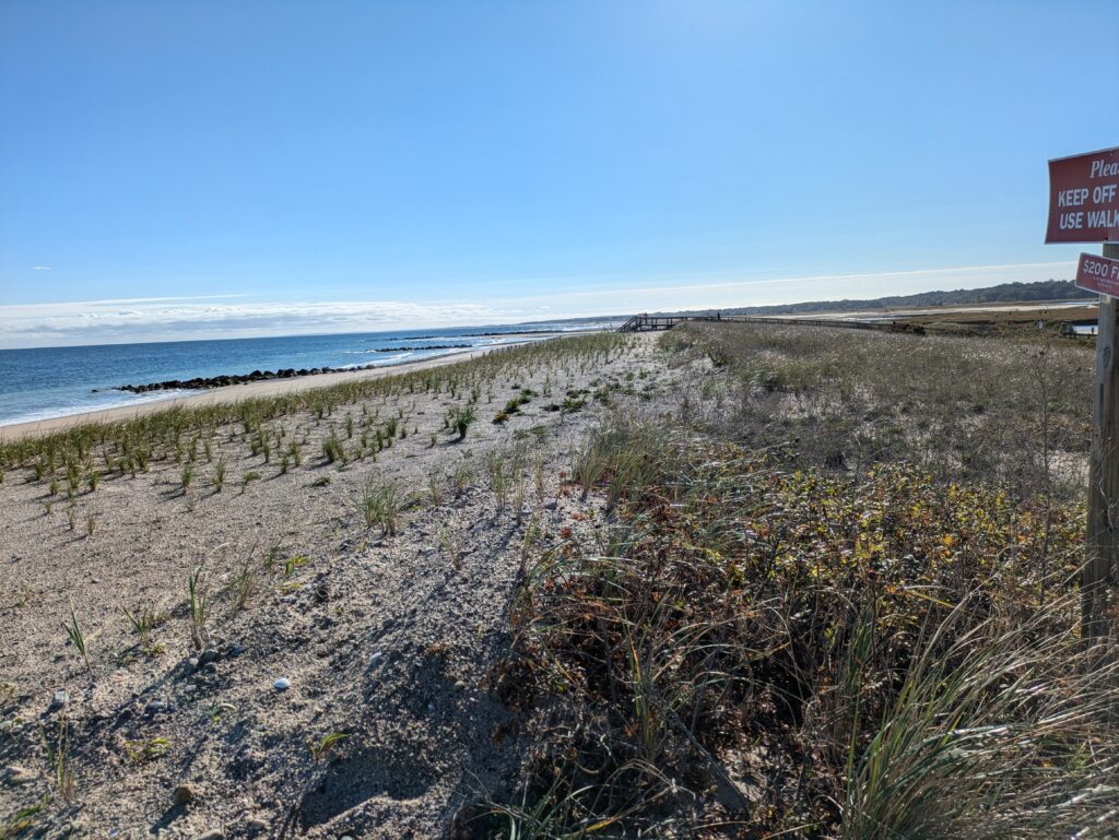 a sandy beach with plants and water (MyCoast AI)