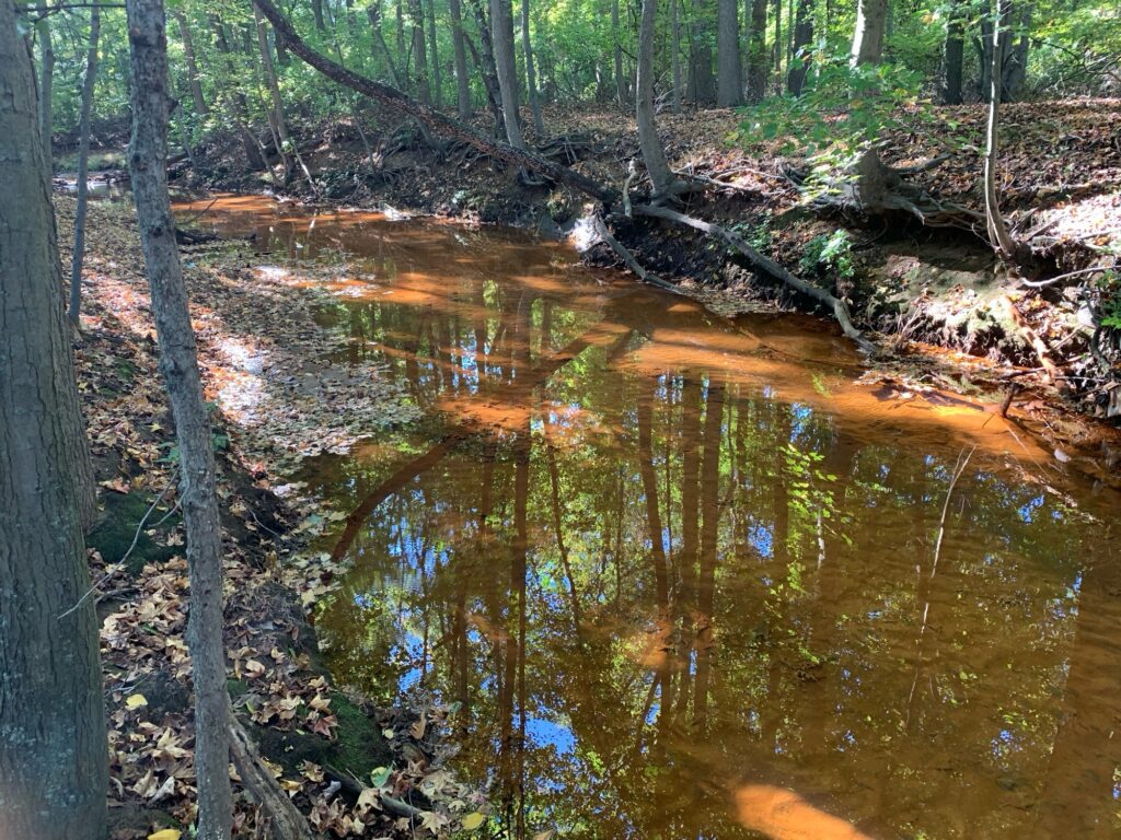 a small stream in the woods (MyCoast AI)