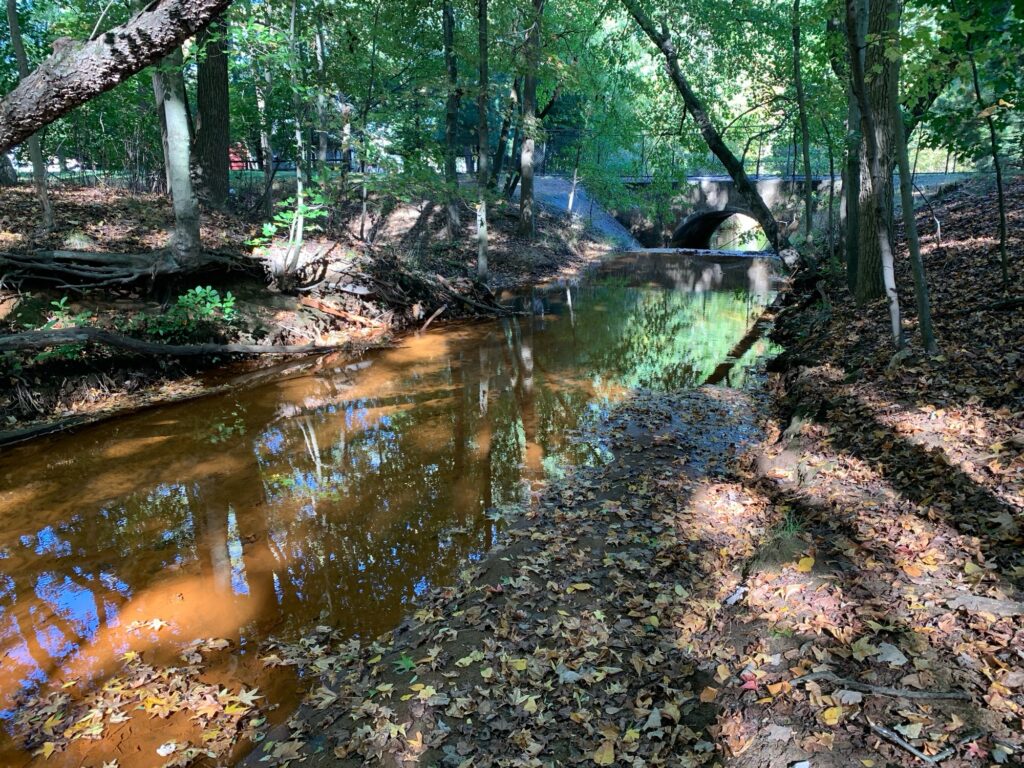 a stream in a forest (MyCoast AI)