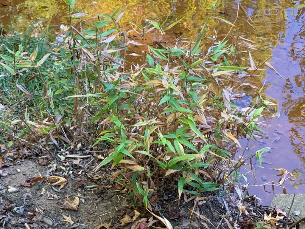 a small pond with plants growing in it (MyCoast AI)
