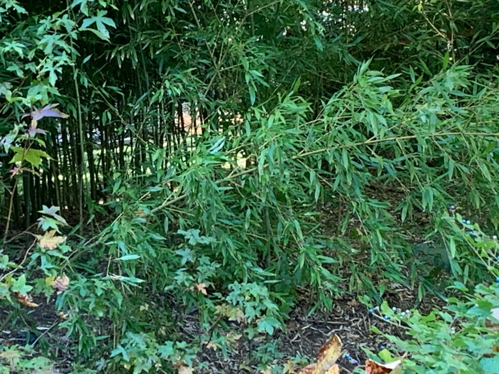 a close-up of some plants (MyCoast AI)