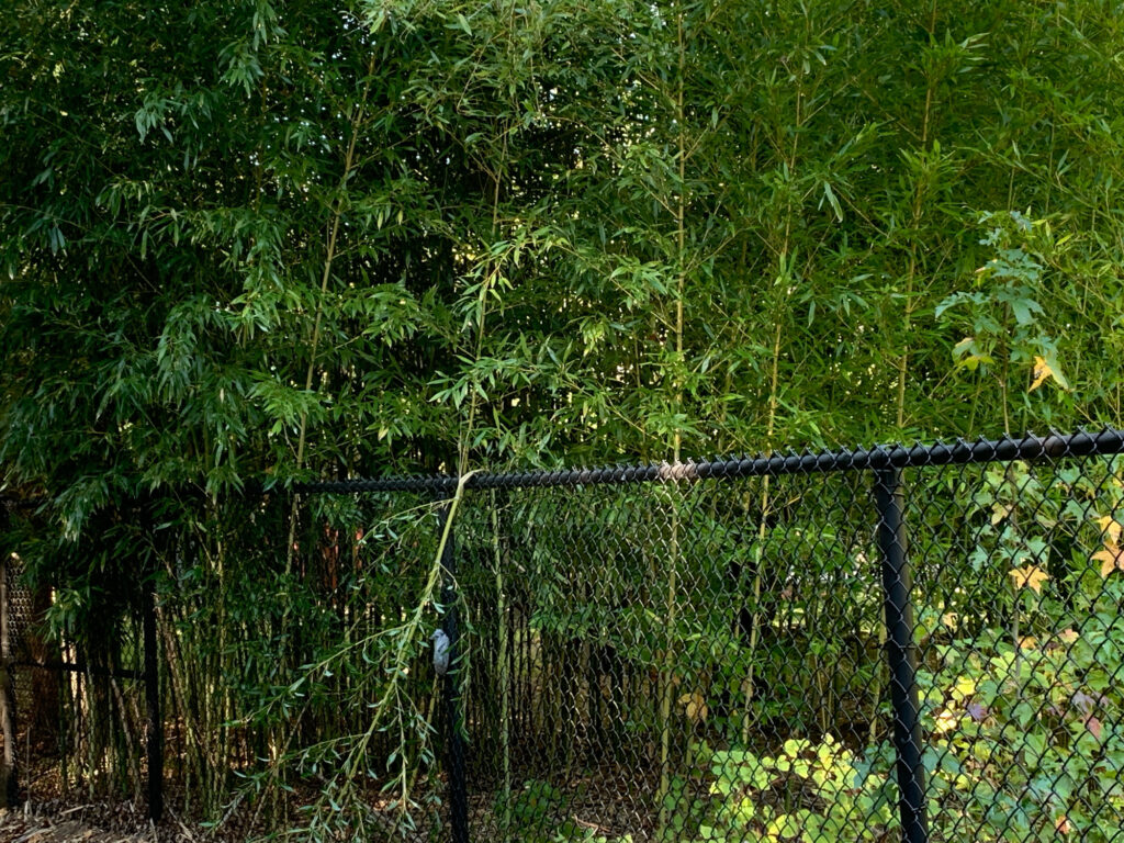 a fence in a wooded area (MyCoast AI)
