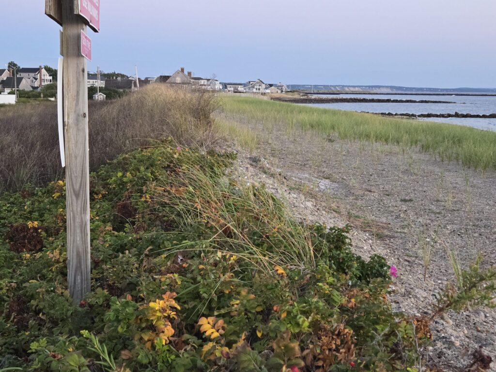a beach with plants and a sign (MyCoast AI)
