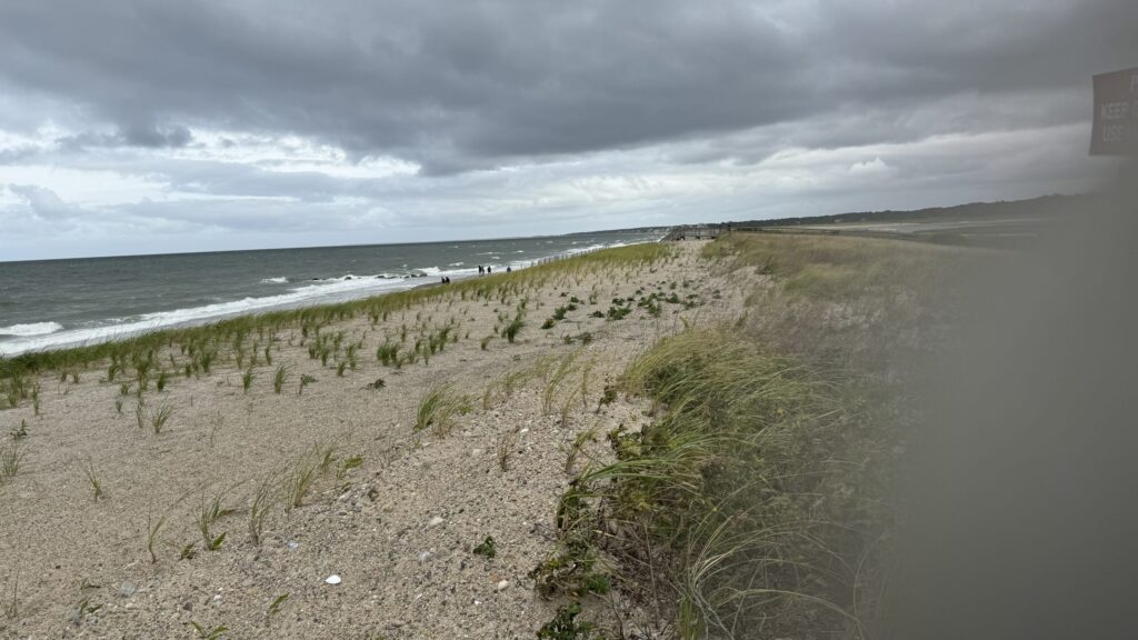 a sandy beach with plants and water (MyCoast AI)