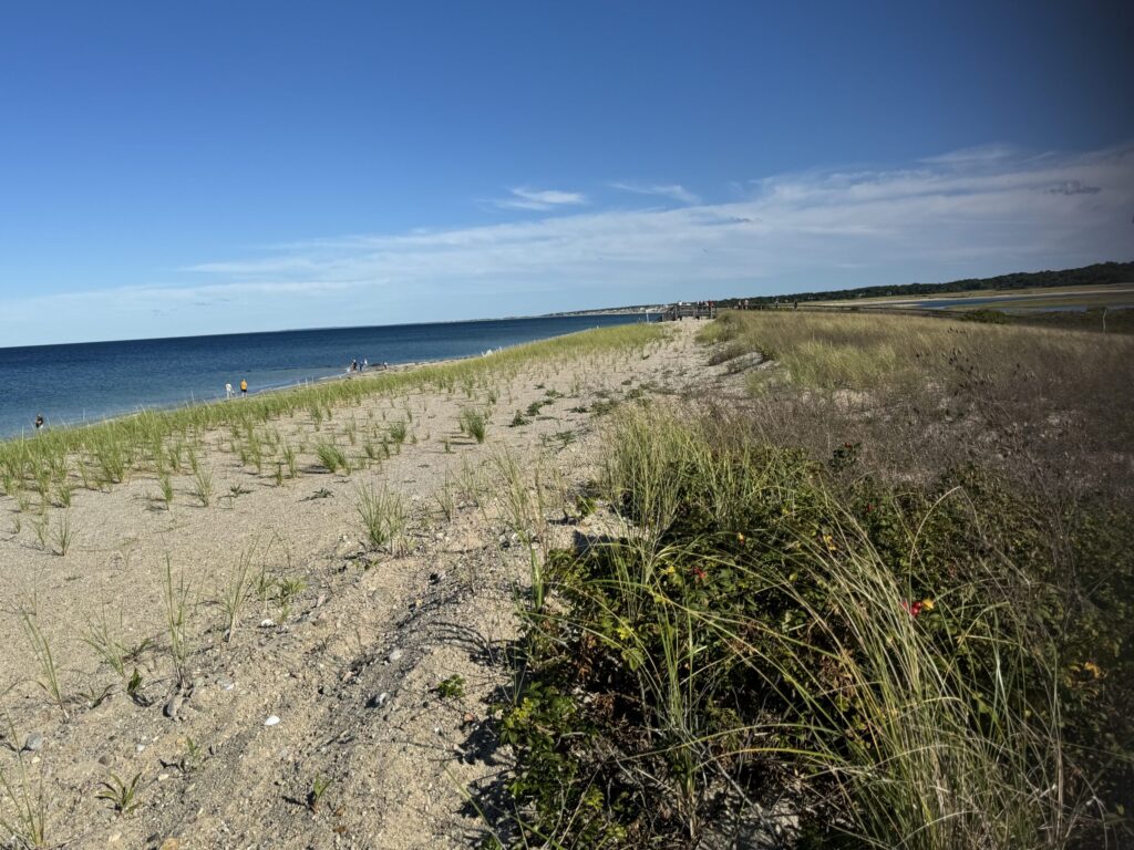 a sandy beach with plants and water (MyCoast AI)