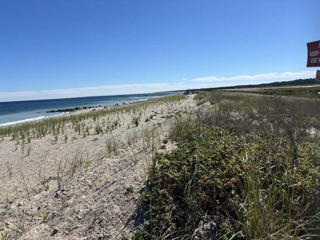 a sandy beach with plants and water (MyCoast AI)