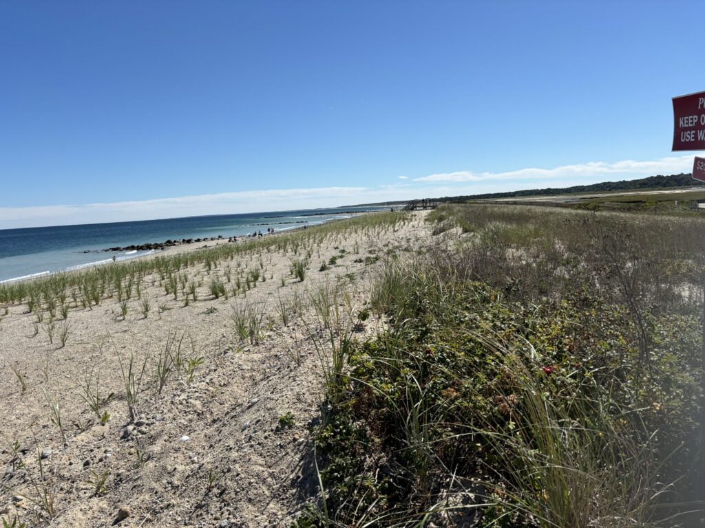 a sandy beach with bushes and trees (MyCoast AI)