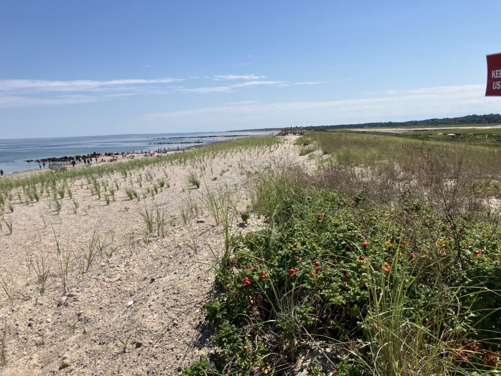 a sandy beach with plants and water (MyCoast AI)
