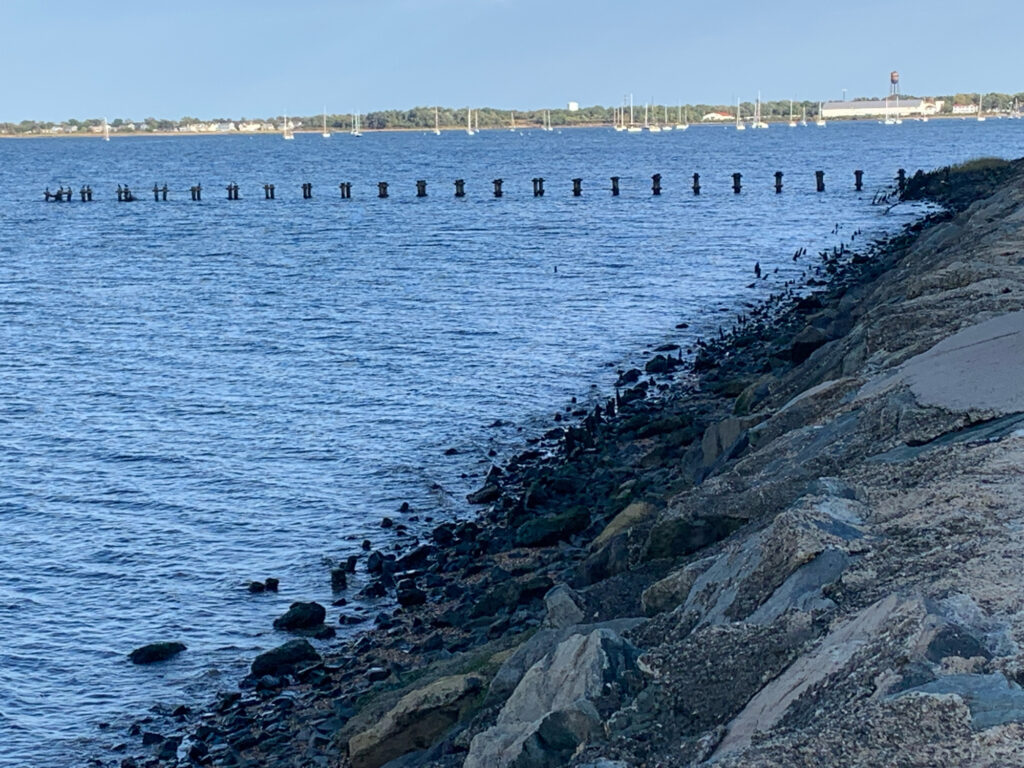 a group of birds on a rocky shore (MyCoast AI)