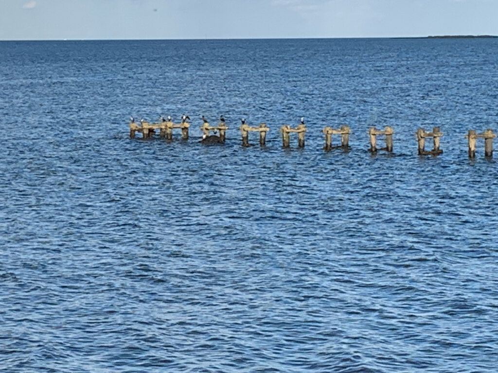a group of wooden posts in the water (MyCoast AI)