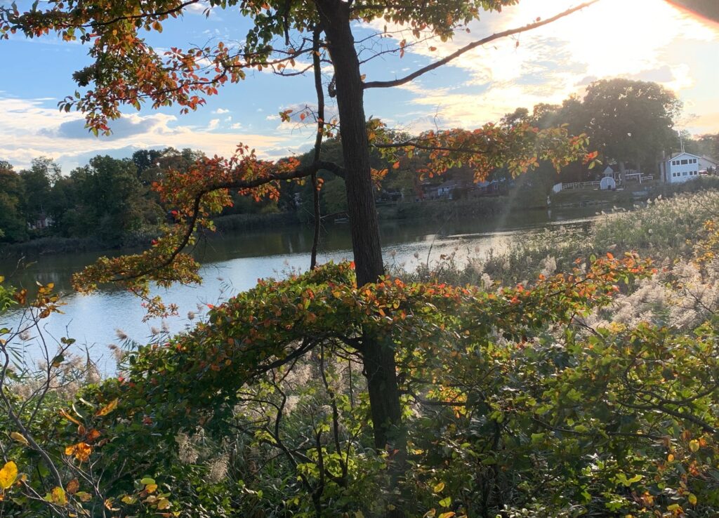 a tree next to a body of water (MyCoast AI)