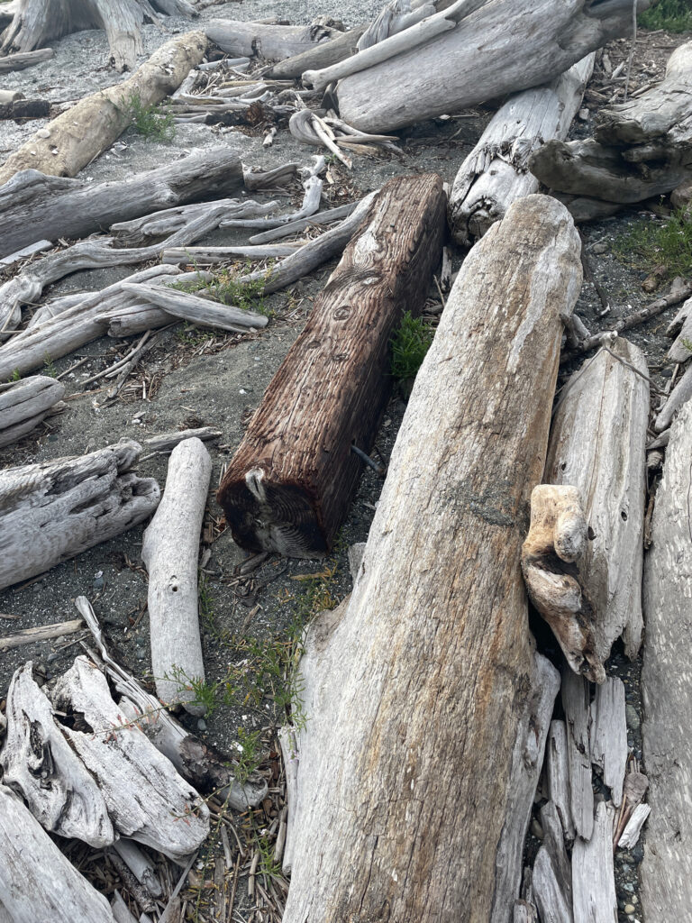 a group of logs (MyCoast AI)