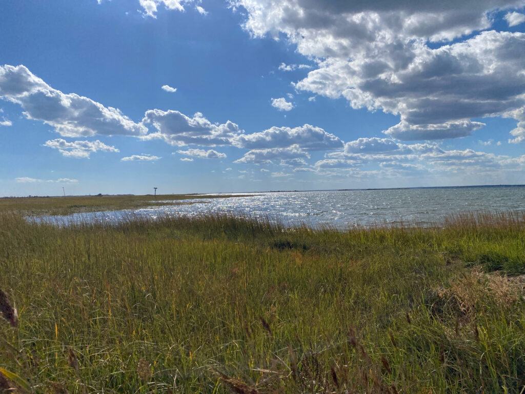 a grassy area next to a body of water (MyCoast AI)