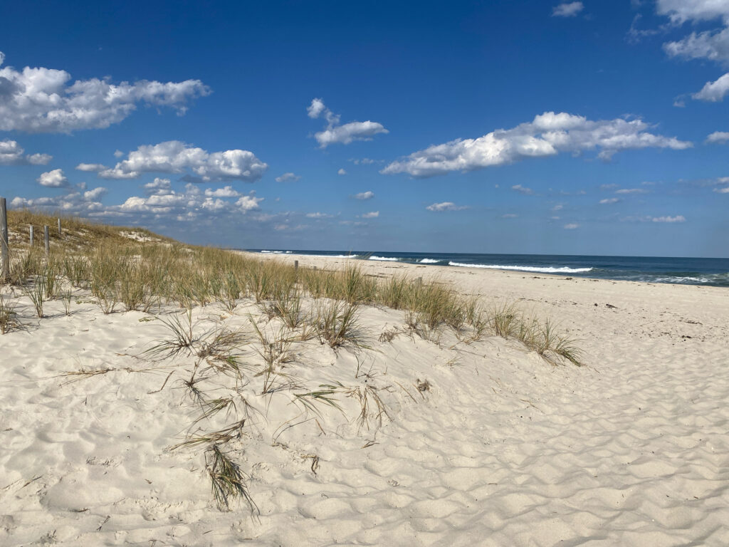 a sandy beach with plants and water (MyCoast AI)