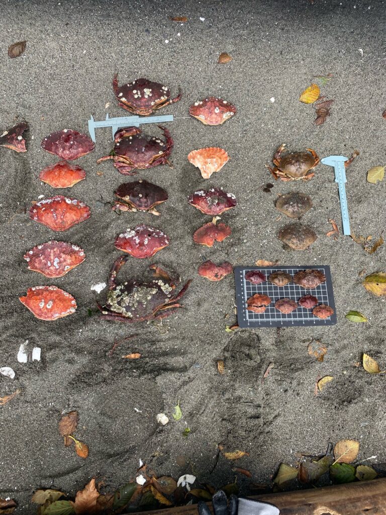 a group of rocks on the ground (MyCoast AI)