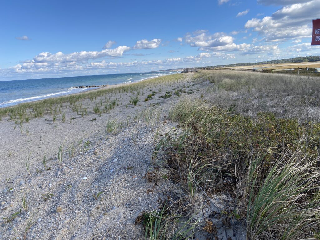 a beach with plants and sand (MyCoast AI)