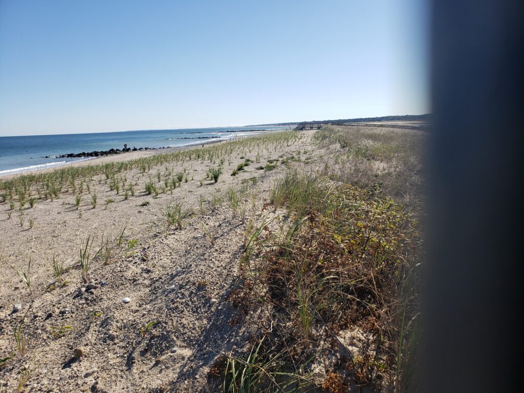 a sandy beach with plants and water (MyCoast AI)