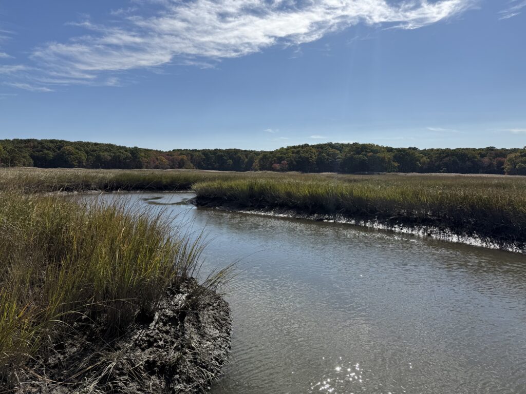 a river with grass and trees (MyCoast AI)