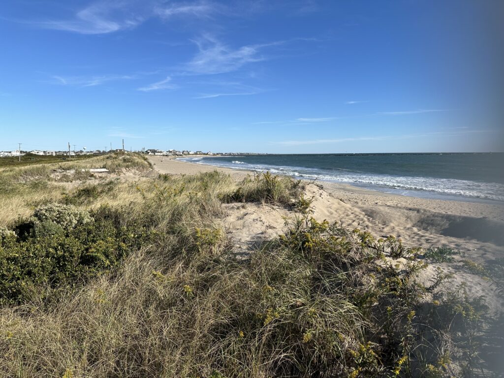 a beach with sand and grass (MyCoast AI)