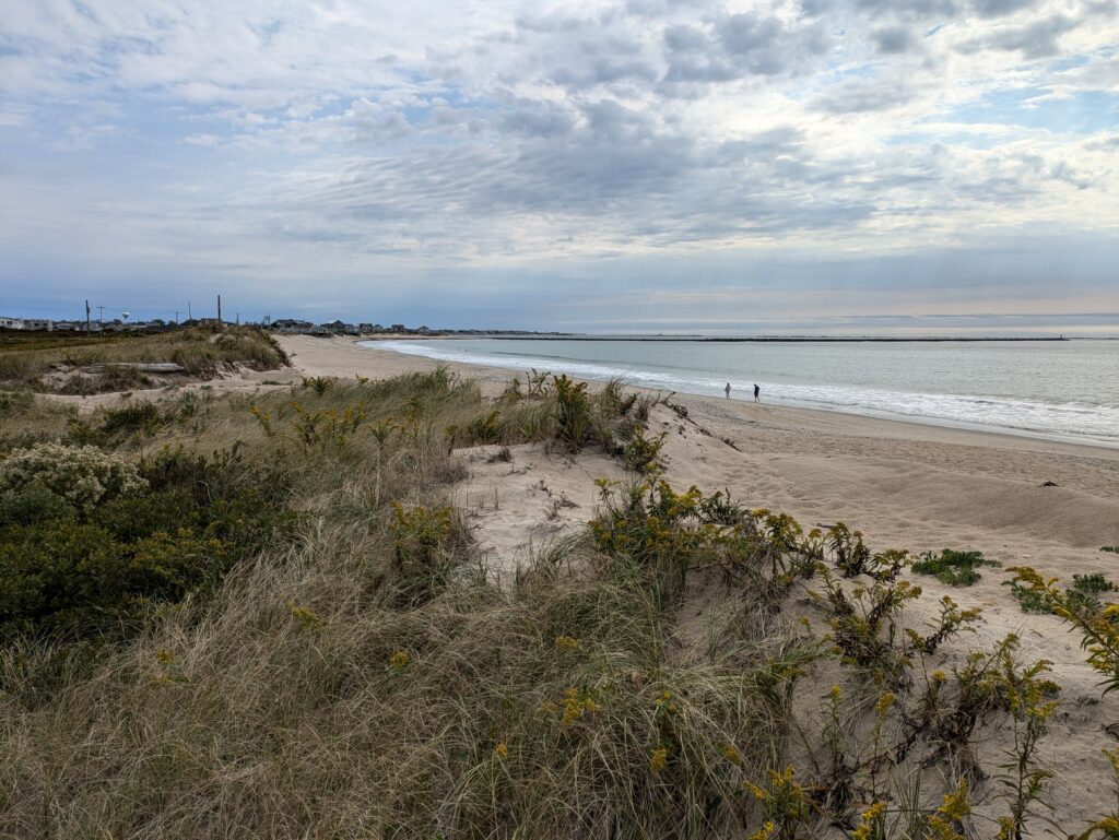 a beach with plants and water (MyCoast AI)