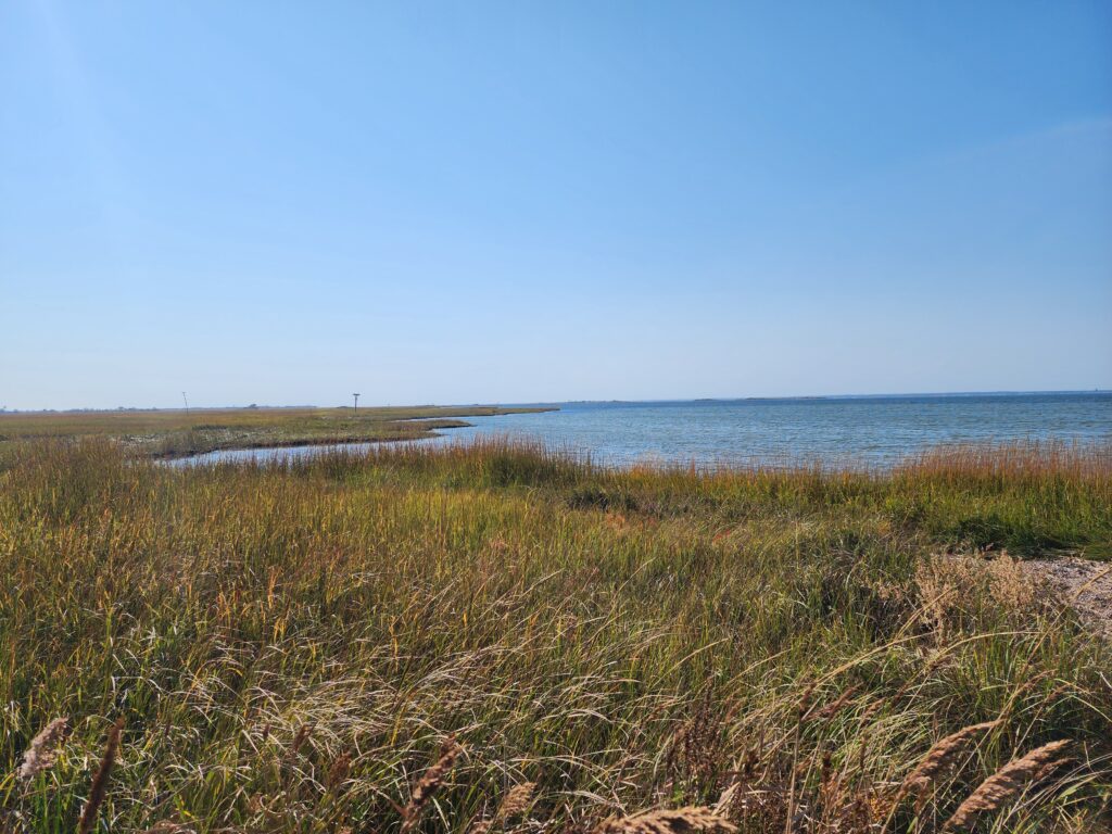 a grassy area next to a body of water (MyCoast AI)