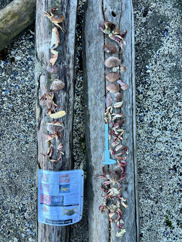 a group of bees on a wood surface (MyCoast AI)