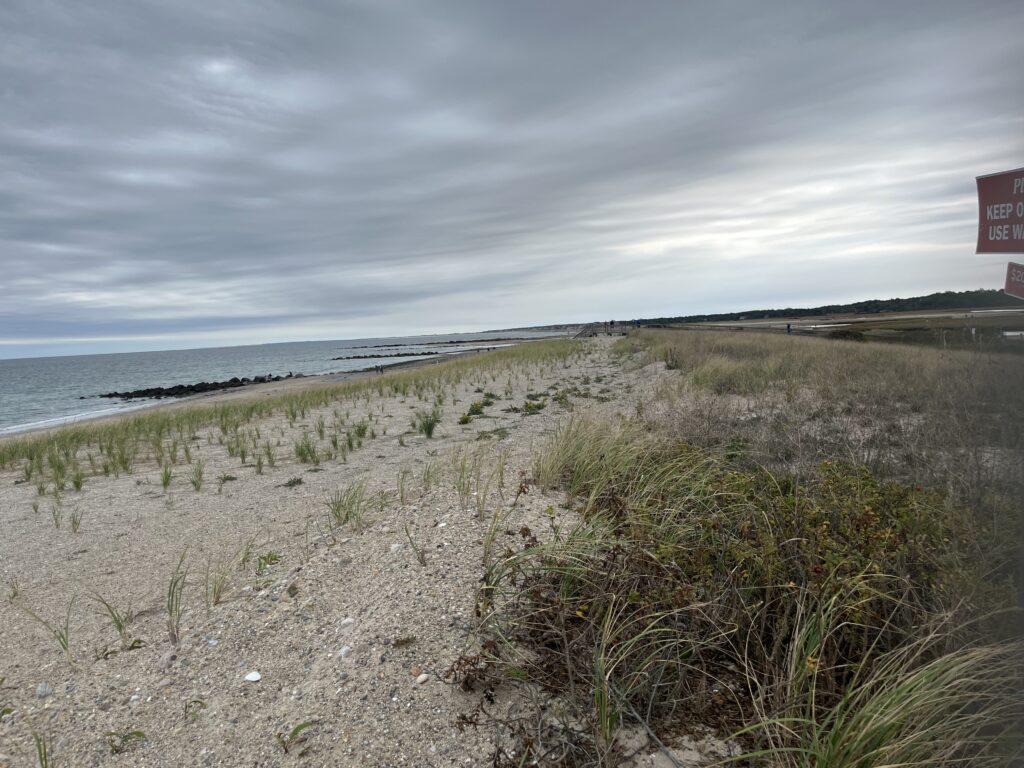 a sandy beach with bushes and water (MyCoast AI)