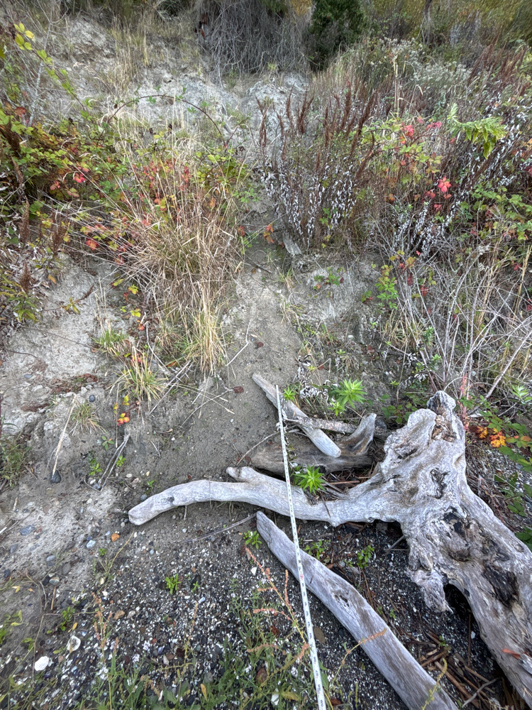 a lizard on a rock (MyCoast AI)