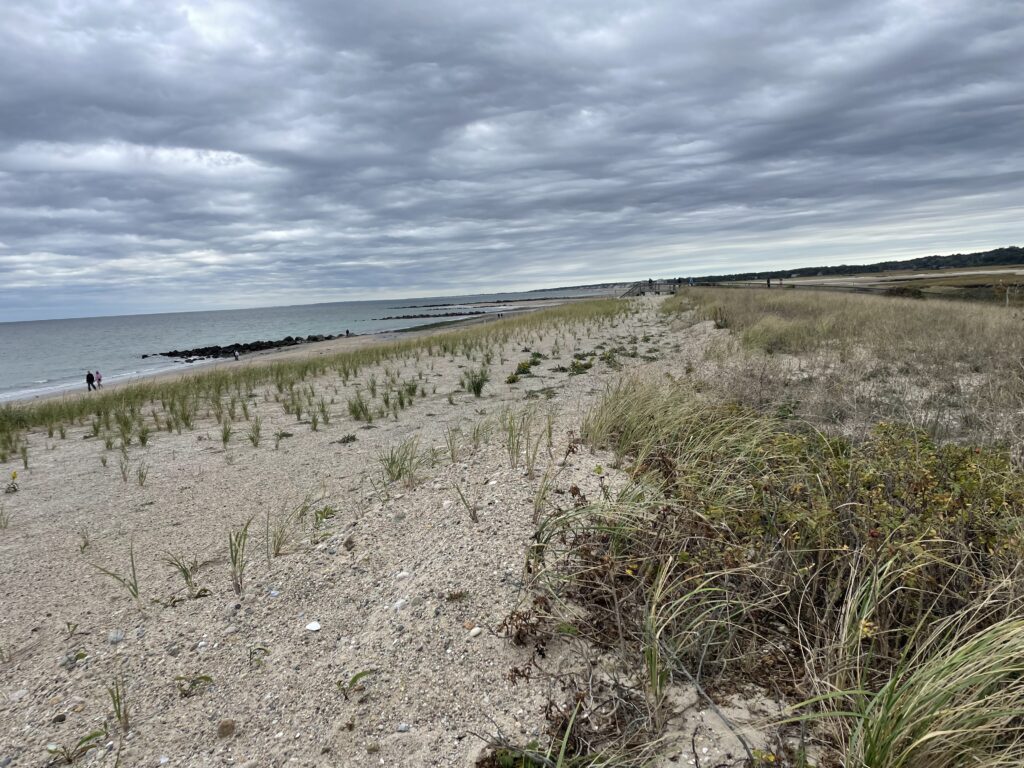a sandy beach with plants and water (MyCoast AI)