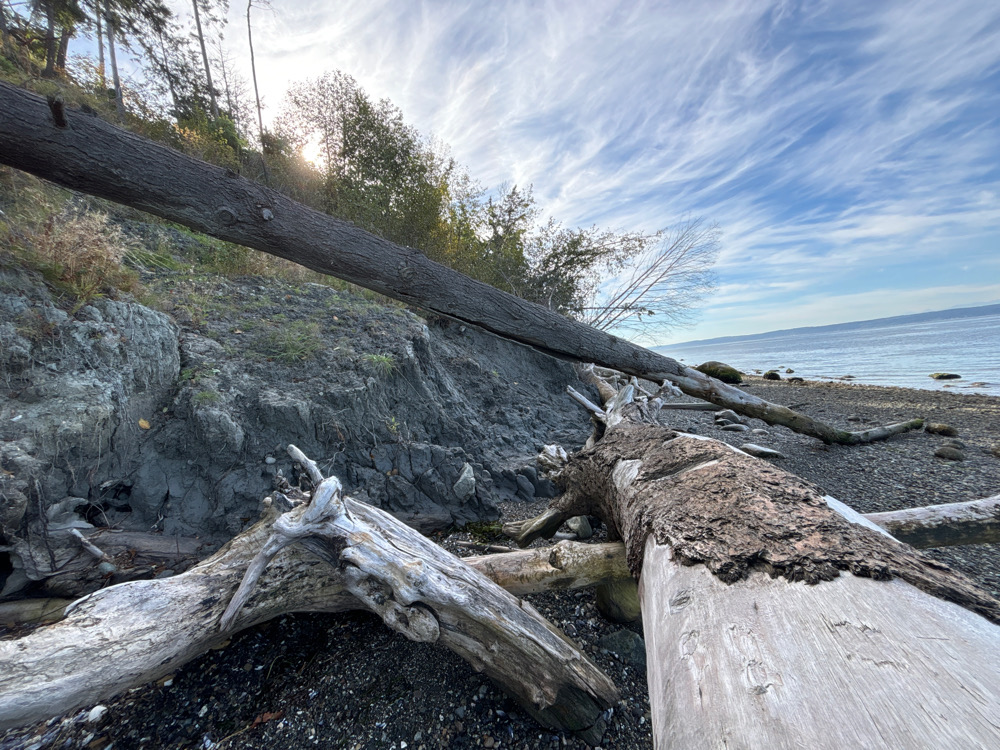 a group of logs on a beach (MyCoast AI)
