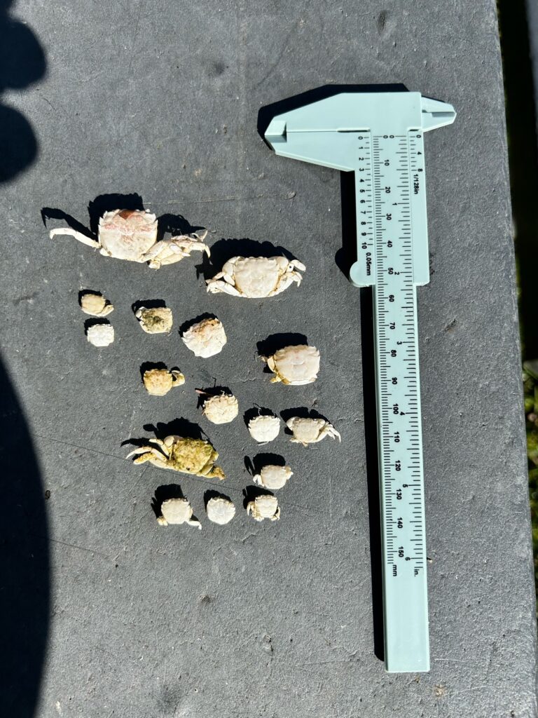a rectangular object with rocks on it (MyCoast AI)
