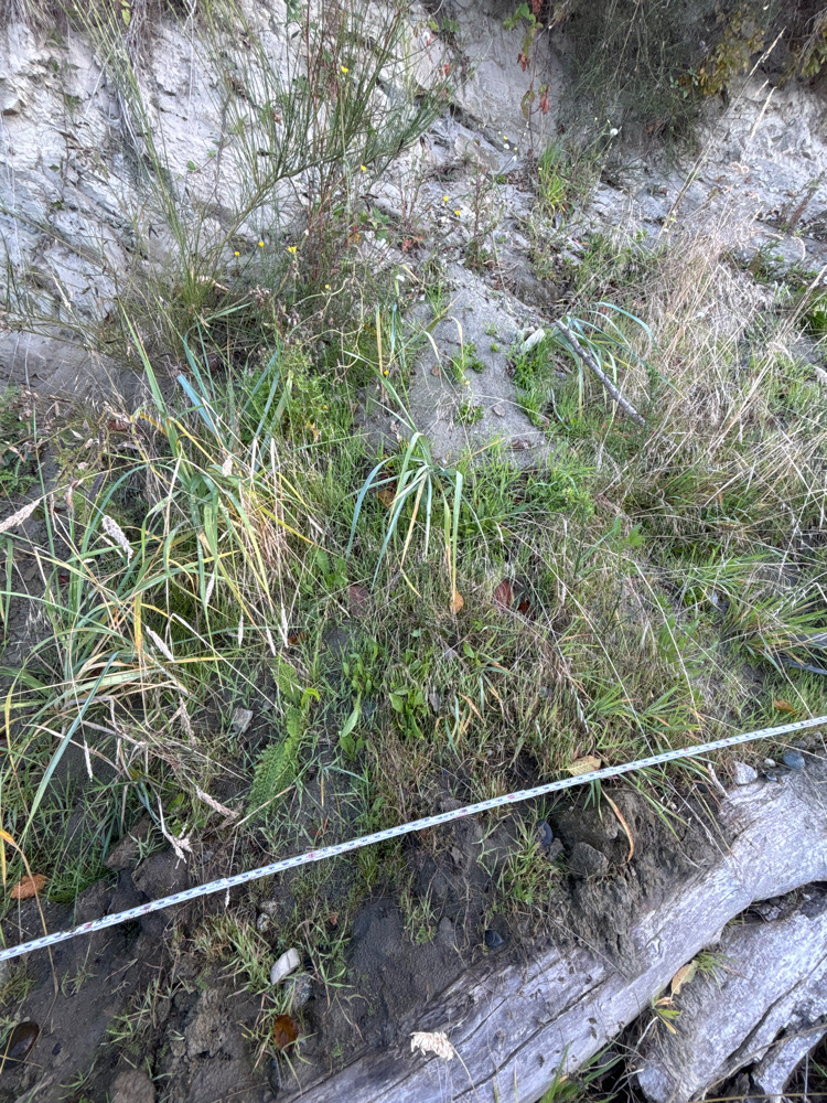 a close-up of some grass (MyCoast AI)