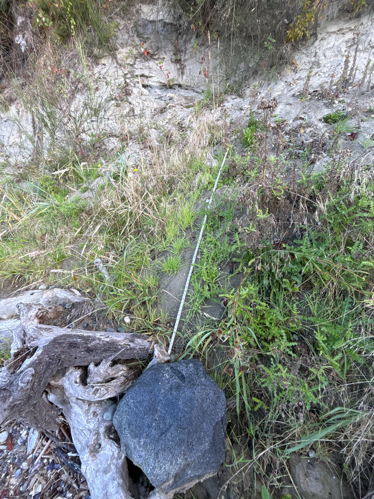 a close-up of some grass (MyCoast AI)