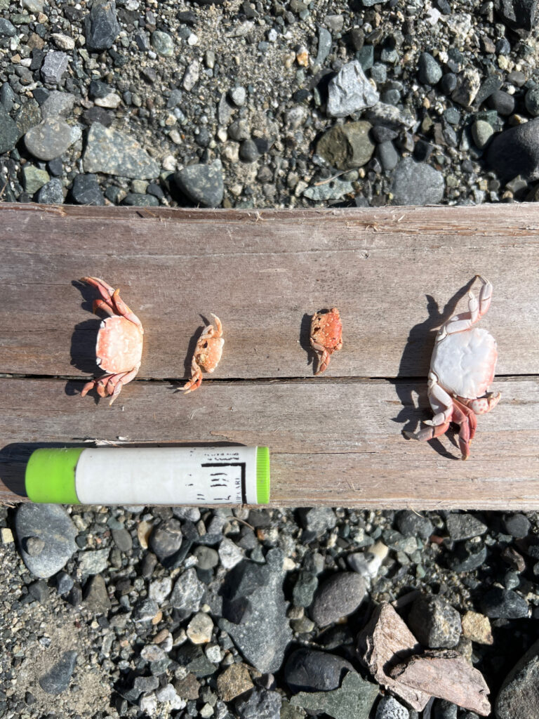 a group of bees on a wood surface (MyCoast AI)