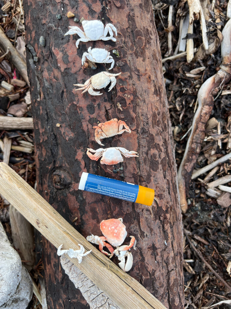 a tree trunk with a blue and white object on it (MyCoast AI)