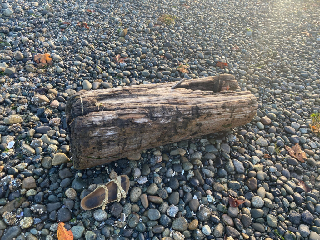 a log on a rocky surface (MyCoast AI)