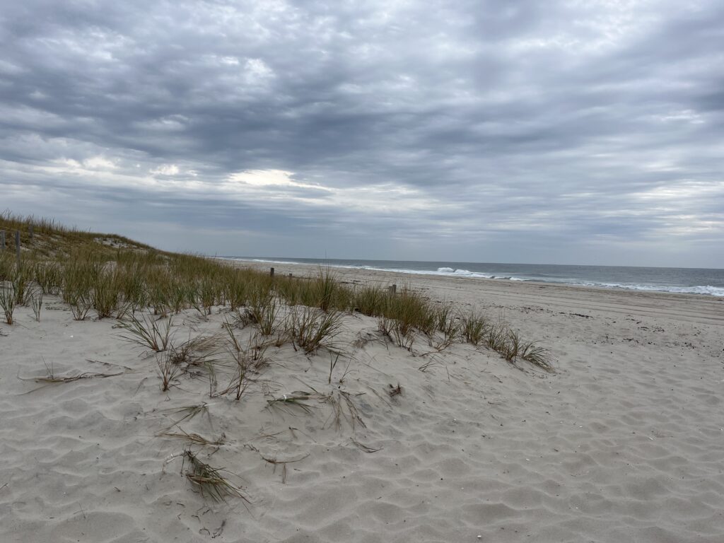 a beach with sand and plants (MyCoast AI)