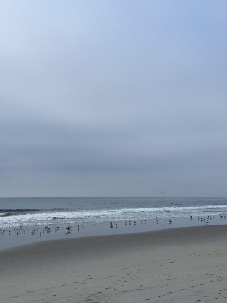 a group of birds on a beach (MyCoast AI)