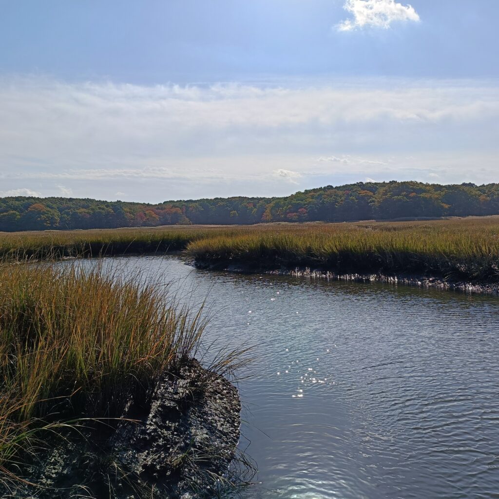 a body of water with grass and trees around it (MyCoast AI)