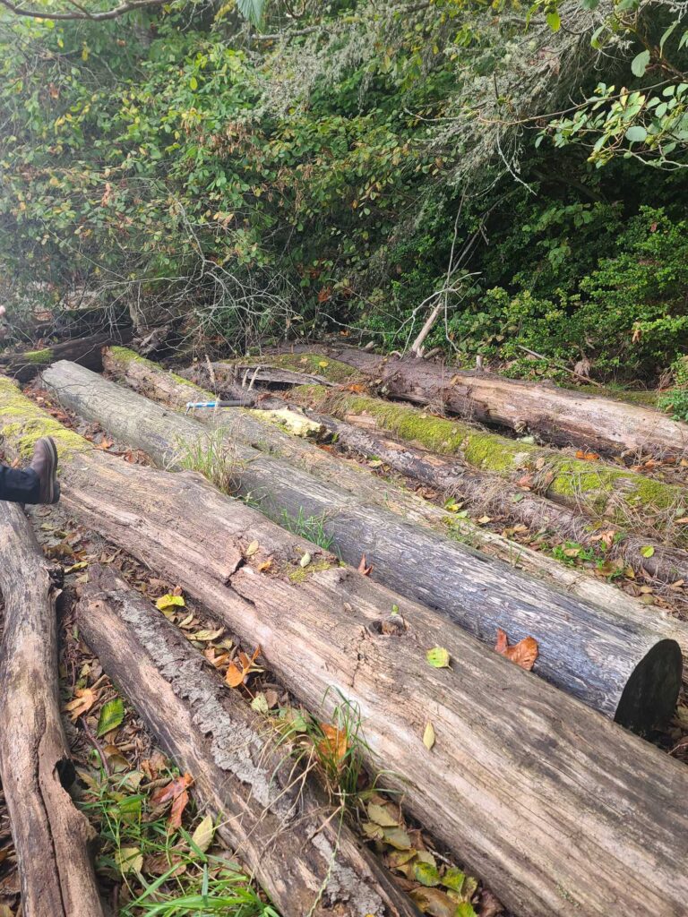 a wooden fence in a forest (MyCoast AI)