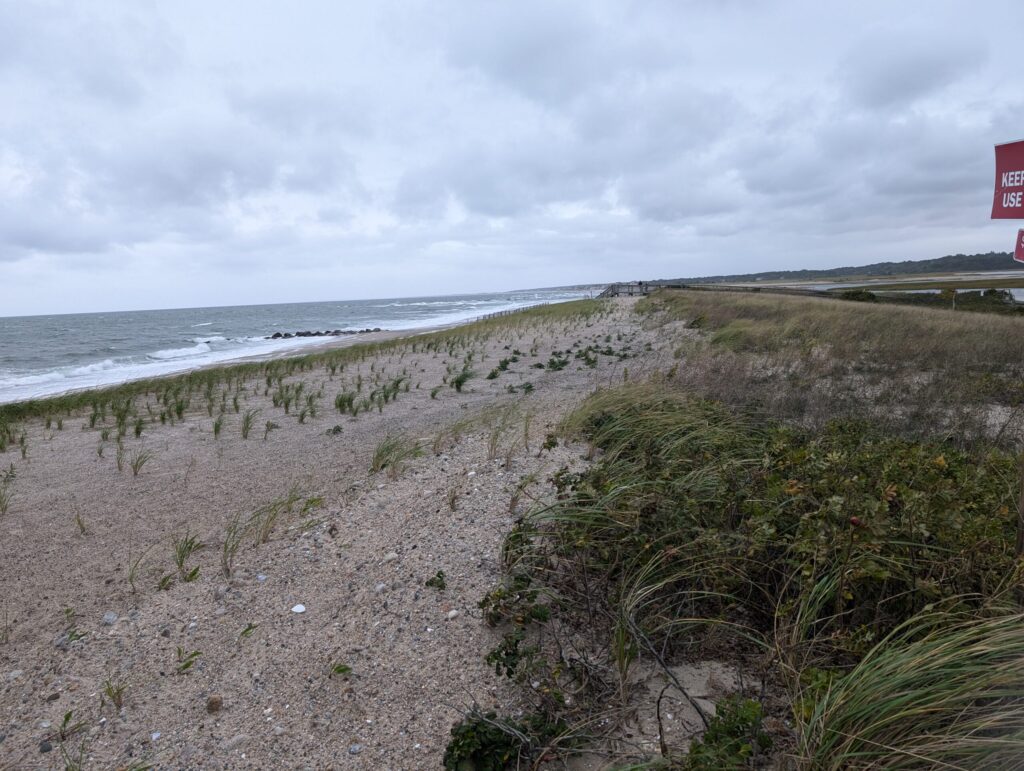 a sandy beach with plants and water (MyCoast AI)
