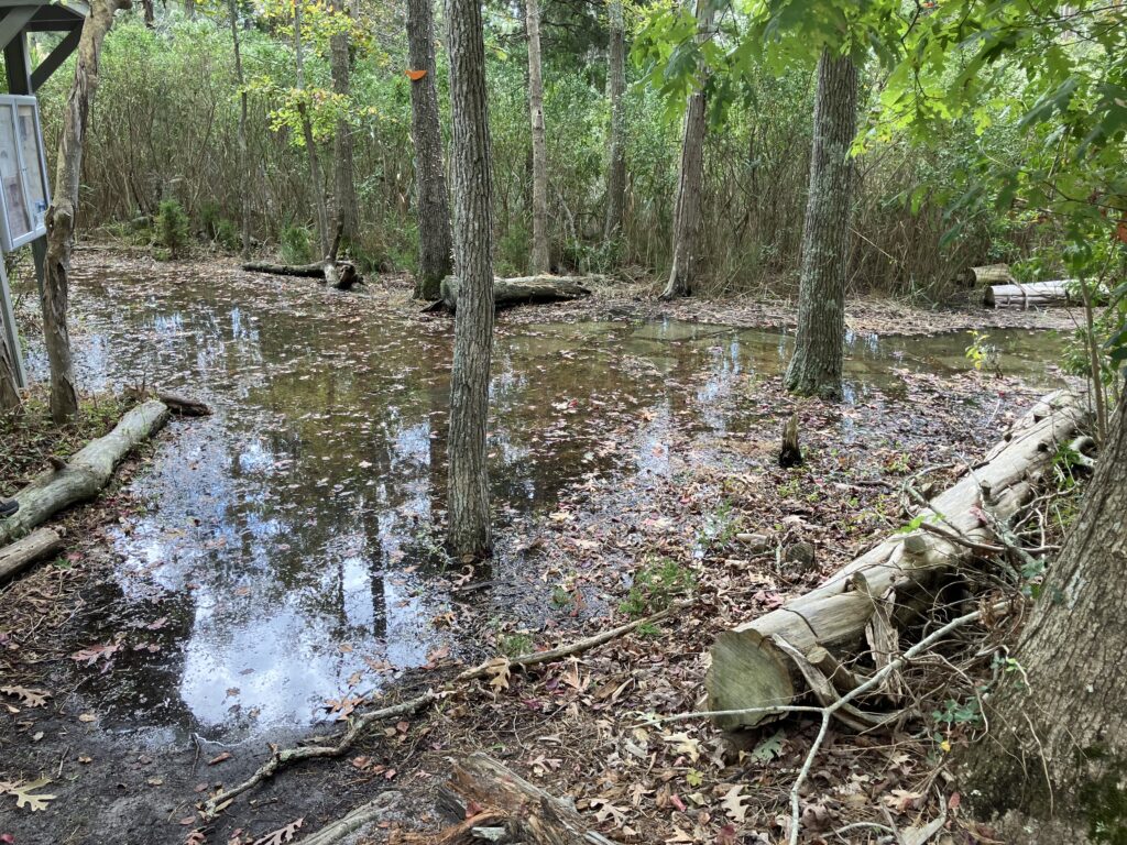 a small stream in a forest (MyCoast AI)