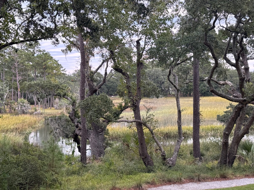 a river with trees and grass (MyCoast AI)