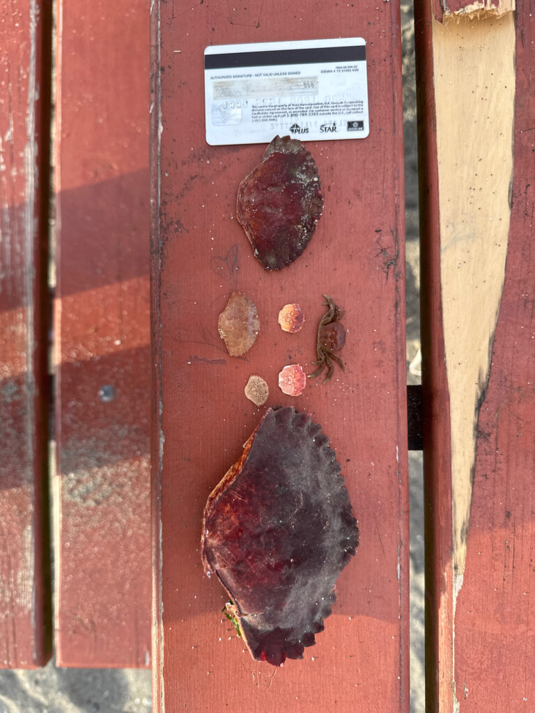 a group of bees on a red door (MyCoast AI)