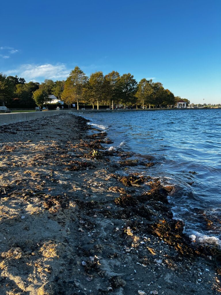 a rocky beach with trees and houses in the background (MyCoast AI)