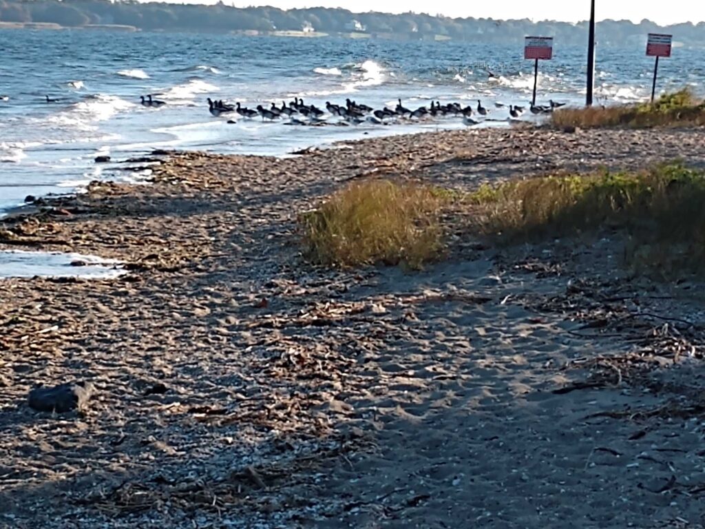 a beach with a few birds (MyCoast AI)