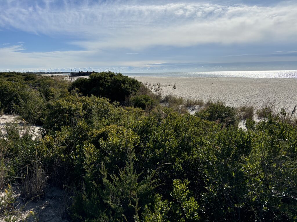 a beach with trees and bushes (MyCoast AI)