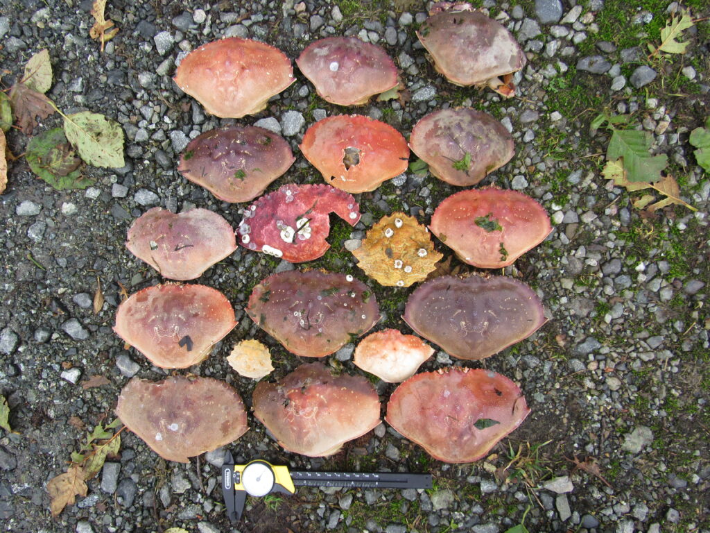 a group of mushrooms (MyCoast AI)